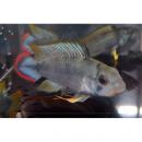 Апистограмма Пандурини XXLApistogramma panduro (Apistogramma pandurini) Апистограмма Пандурини XXLApistogramma panduro (Apistogramma pandurini)