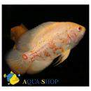Астронотус-оскар альбинос SAstronotus ocellatus var. albino Астронотус-оскар альбинос SAstronotus ocellatus var. albino