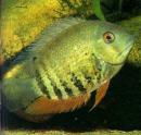 Цихлазома северум XLHeros severus (Cichlasoma severum) Цихлазома северум XLHeros severus (Cichlasoma severum)
