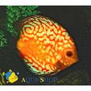 Дискус голубиная кровь SSymphysodon aequifasciatus var. Дискус голубиная кровь SSymphysodon aequifasciatus var.
