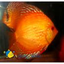 Дискус золотой SSymphysodon aequifasciatus var. Дискус золотой SSymphysodon aequifasciatus var.