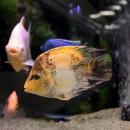Цихлазома бриллиантовая короткотелая XXLHerichthys cyanoguttatus "Short Body" Цихлазома бриллиантовая короткотелая XXLHerichthys cyanoguttatus "Short Body"