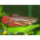 Петушки сиамские разные (самки) LBetta splendens var.