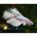 Петушок сиамский "Халф Мун" (самец) MBetta splendens "Halfmoon" male Петушок сиамский "Халф Мун" (самец) MBetta splendens "Halfmoon" male