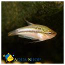 Гурами карликовый MTrichopsis pumila Гурами карликовый MTrichopsis pumila