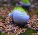 Ампулярия голубая XLAmpullaria sp. Pigeon blue