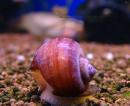 Ампулярия розовая MAmpullaria sp. Pink
