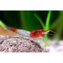 Креветка пресноводная красно-белая (Креветка Рили) MNeocaridina heteropoda var. Rili Креветка пресноводная красно-белая (Креветка Рили) MNeocaridina heteropoda var. Rili
