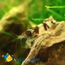 Креветка пресноводная шмель MNeocaridina serrata Креветка пресноводная шмель MNeocaridina serrata