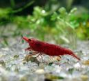 Креветка пресноводная вишневая красная LNeocaridina denticulata sinensis var. red