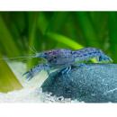Рак карликовый синий XXLCambarellus diminutus Рак карликовый синий XXLCambarellus diminutus
