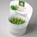 Стаурогине ползучая меристемная XXLStaurogyne repens