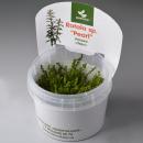 Ротала "Жемчужная" меристемная MRotala sp. "Pearl" Ротала "Жемчужная" меристемная MRotala sp. "Pearl"