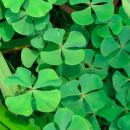 Марсилия четырехлистная в горшке MMarsilea quadrifolia Марсилия четырехлистная в горшке MMarsilea quadrifolia