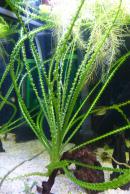Кринум волнистый MCrinum calamistratum Кринум волнистый MCrinum calamistratum