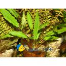 Криптокорина Виллиса (Кр. волнистая) в горшке MCryptocoryne willisii (Cr. axelrodii, Cr. undulata) Криптокорина Виллиса (Кр. волнистая) в горшке MCryptocoryne willisii (Cr. axelrodii, Cr. undulata)