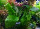 Эxинодорус "Оцелот зеленый" SEchinodorus "Ozelot green" Эxинодорус "Оцелот зеленый" SEchinodorus "Ozelot green"