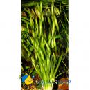 Валлиснерия азиатская MVallisneria asiatica Валлиснерия азиатская MVallisneria asiatica