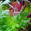 Гигрофила разнородная "Синнема" MHygrophila difformis [Synnema triflorum]