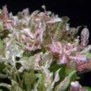 Гигрофила многосемянная "Ярко-розовая" MHygrophila polysperma "Rosanervig" Гигрофила многосемянная "Ярко-розовая" MHygrophila polysperma "Rosanervig"
