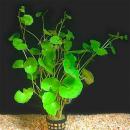 Щитолистник белоголовый MHydrocotyle leucocephala Щитолистник белоголовый MHydrocotyle leucocephala