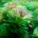 Кабомба каролинская MCabomba caroliniana ssp. Кабомба каролинская MCabomba caroliniana ssp.