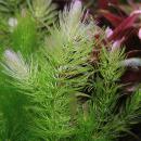 Роголистник темно-зеленый MCeratophyllum demersum Роголистник темно-зеленый MCeratophyllum demersum