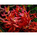 Несея красная MNesaea spec. Red Несея красная MNesaea spec. Red