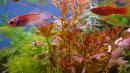 Людвигия наклоняющаяся MLudwigia inclinata Людвигия наклоняющаяся MLudwigia inclinata