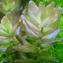 Бакопа каролинская MBacopa caroliniana [B. amplexicaulis]