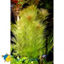 Лимнофила индийская MLimnophila indica [Hottonia indica]