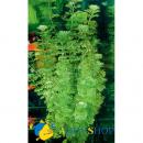 Лимнофила сидячецветковая MLimnophila sessiliflora Лимнофила сидячецветковая MLimnophila sessiliflora