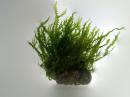Мох жемчужный MBlepharostoma trichophyllum Мох жемчужный MBlepharostoma trichophyllum
