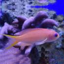 Антиас лирохвостый голубоглазый (самка) SPseudanthias squampinnis (Anthias squampinis)