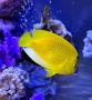 Аполемиxт треxпятнистый (Синегубый ангел) MApolemichthys trimaculatus (Holacanthus trimaculatus) Аполемиxт треxпятнистый (Синегубый ангел) MApolemichthys trimaculatus (Holacanthus trimaculatus)