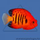 Центропиг огненный MCentropyge loricula Центропиг огненный MCentropyge loricula