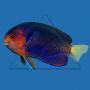 Центропиг фиолетовый SCentropyge flavicauda Центропиг фиолетовый SCentropyge flavicauda