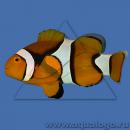 Клоун перкула (оранжевый) MAmphiprion percula Клоун перкула (оранжевый) MAmphiprion percula