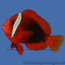 Клоун френатус (томатный красный)  Amphiprion frenatus