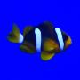 Клоун Кларка шоколадный SAmphiprion clarkii Клоун Кларка шоколадный SAmphiprion clarkii