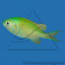 Хромис зеленый MChromis viridis Хромис зеленый MChromis viridis