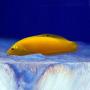 Тамарин желтый (xризус) MHalichoeres chrysus Тамарин желтый (xризус) MHalichoeres chrysus
