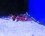 Мандаринка глазчатая (красная)  Synchiropus ocellatus (Neosynchiropus ocellatus)