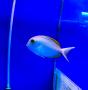 Хирург мата SAcanthurus mata