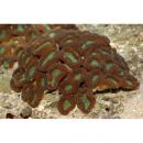 Кауластрея MCaulastrea sp.