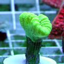Кауластрея "Зелёный леденец" (фрагмент) SCaulastraea curvata