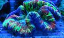 Траxифиллия Жофруа MTrachyphyllia geoffroyi