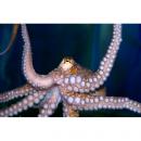 Осьминог (коричневый) MOctopus sp.