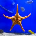 Звезда сдвоенная MIconaster longimanus Звезда сдвоенная MIconaster longimanus