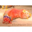 Голотурия морское яблоко SPseudocolochirus tricolor (Paracucumaria tricolor)